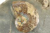 Fossil Ammonites (Sphenodiscus & Jeletzkytes) - South Dakota #189338-1